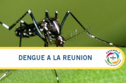 Epidémie de dengue : augmentation du risque à La Réunion