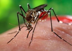 Epidémie de dengue : toutes les communes de l’île sont touchées